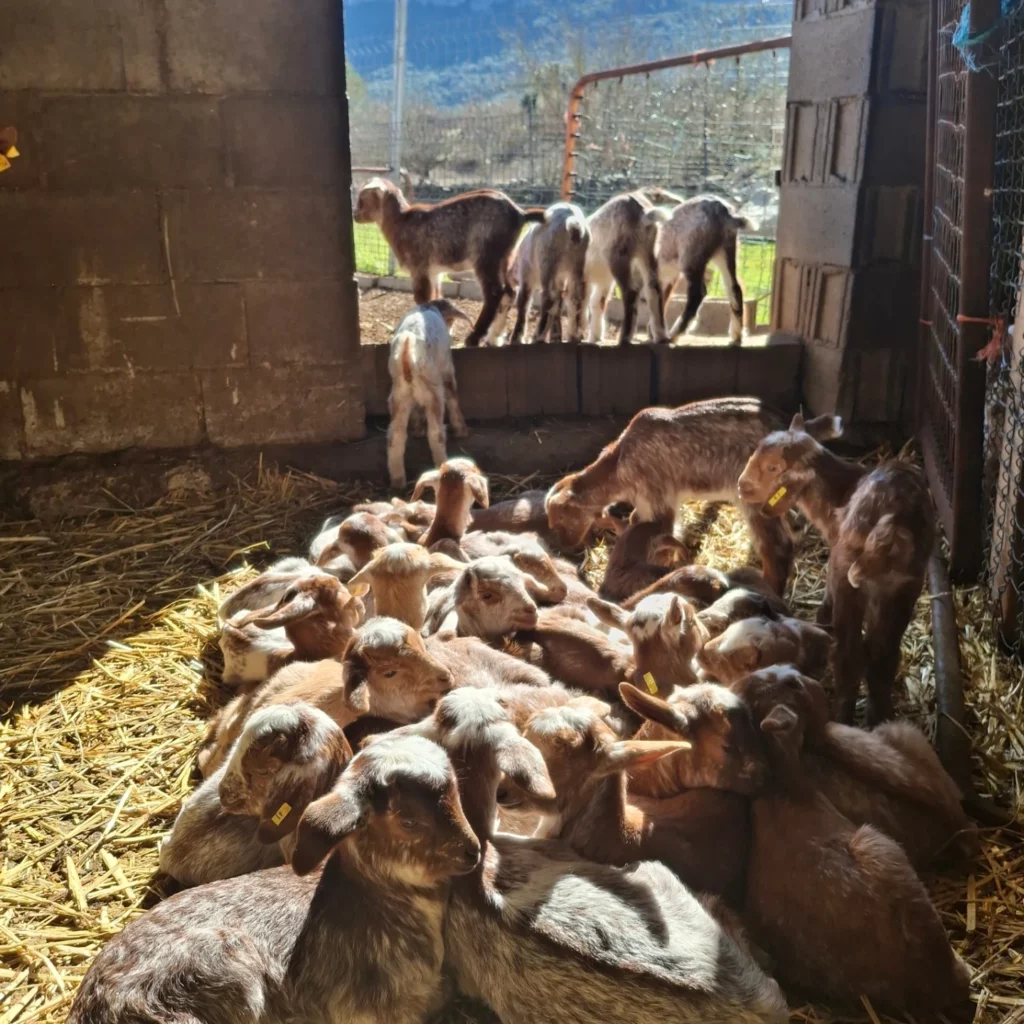 animales