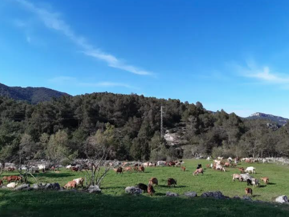 campo