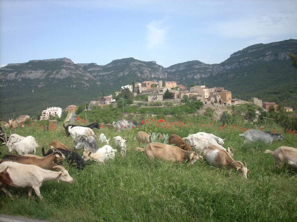 imagen pueblo y cabras